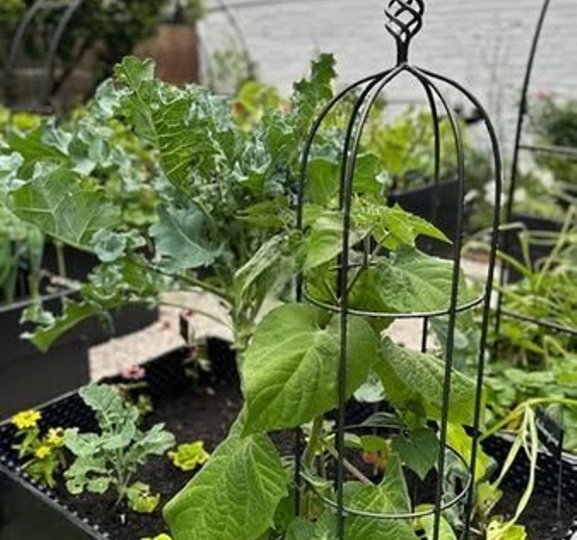 Опора для рекордов: 8 овощей, которые требуют обязательной подвязки