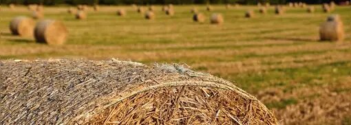 Фото: freepik.com/montypeter