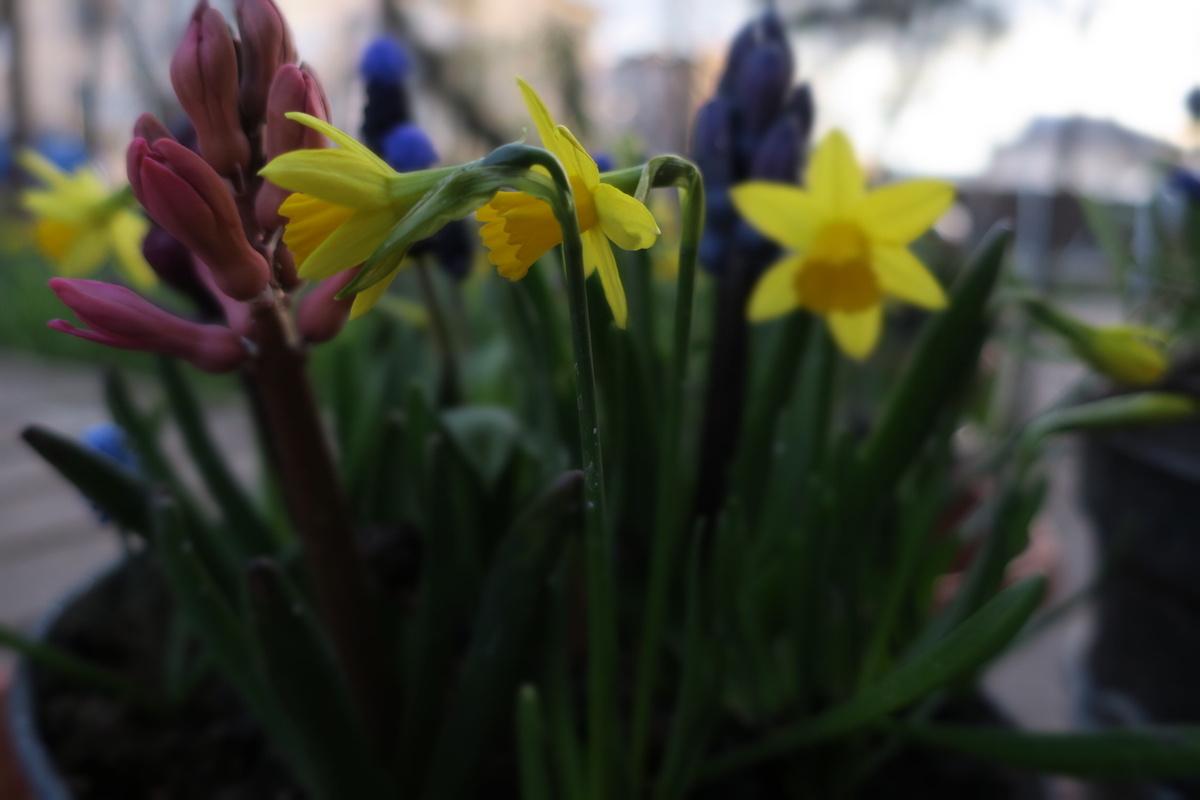 Это мой удачный опыт закапывания луковичных в больших горшках осенью. Весной технические горшки помещаются в кашпо, стоят на крыльце и меняются по мере отцветания 