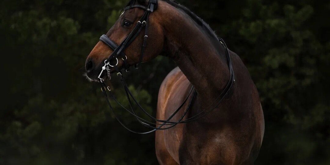 Полукровный мерин