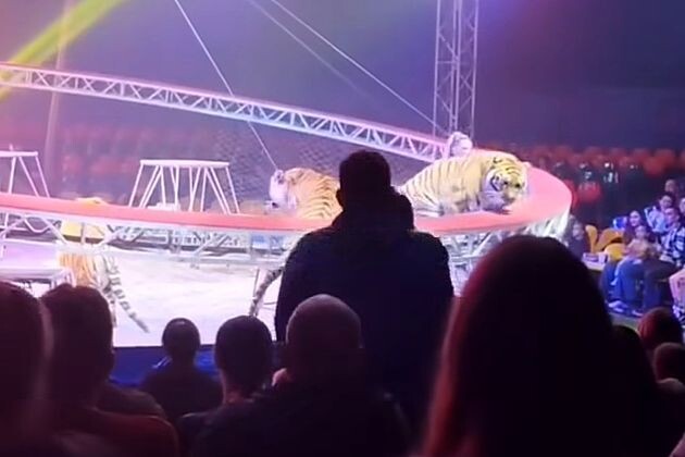 Тигр выбирается к зрителям в Ростове.    Сетка упала.  фото: яндекс.