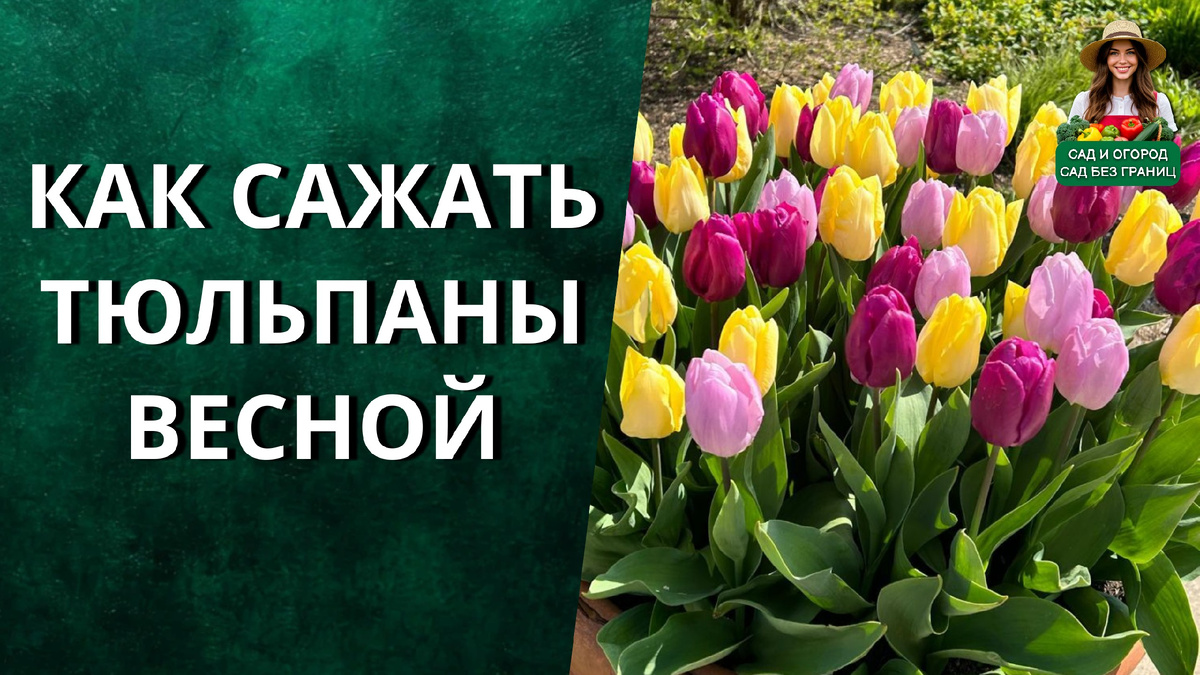 Как сажать тюльпаны весной