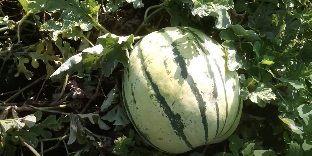 Засухоустойчивые чемпионы: овощи, которые простят редкий полив