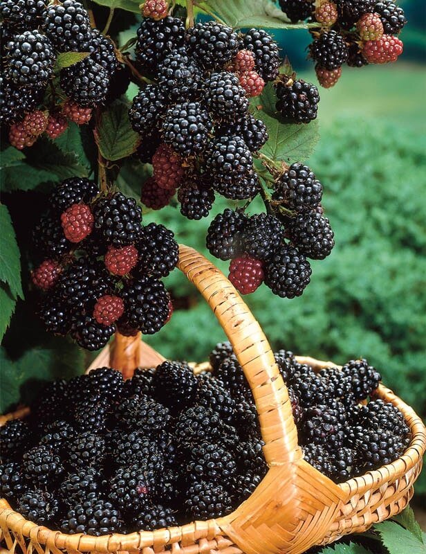 Первый серьёзный урожай — корзина за корзиной. Глаза горят, руки в соке, но какое счастье!