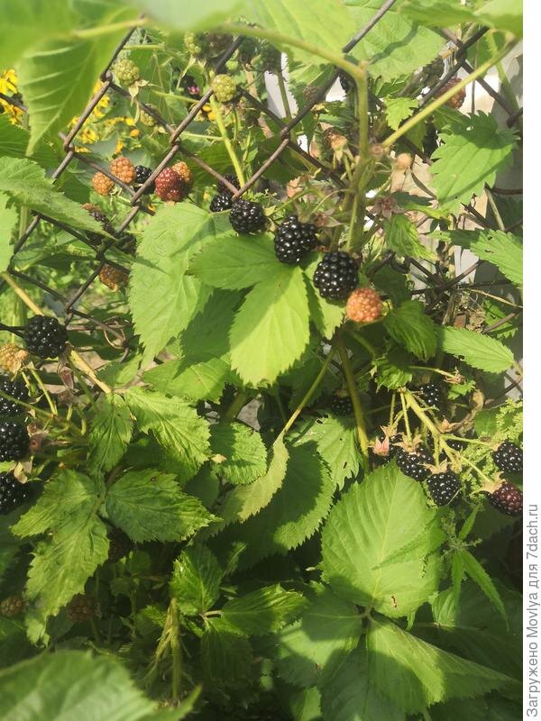 Бесшипная ежевика на шпалере — собирать одно удовольствие!