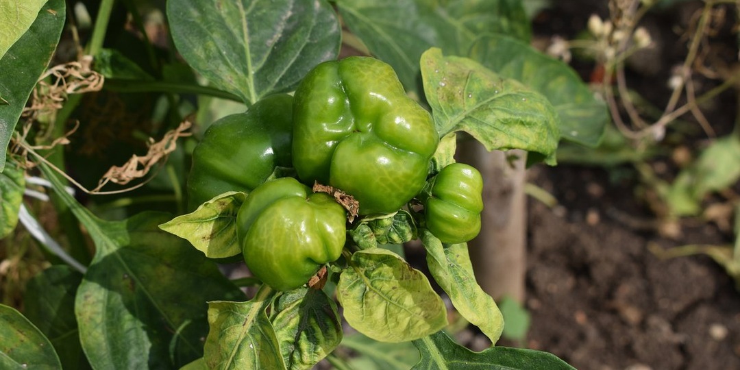 Щит для сладкого перца: 6 скрытых угроз и алгоритм защиты