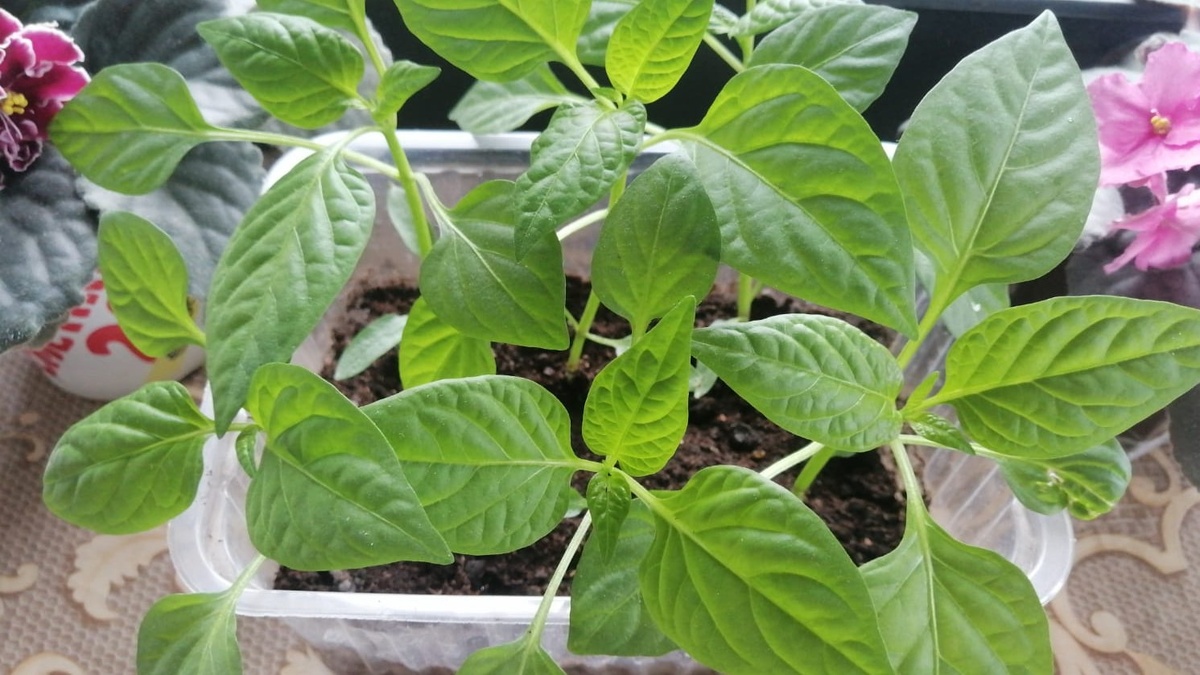 Рассада готова, когда стебель крепкий и листья упругие. Если она простоит в стаканчике лишнюю неделю, состав лунки уже не компенсирует упущенное время