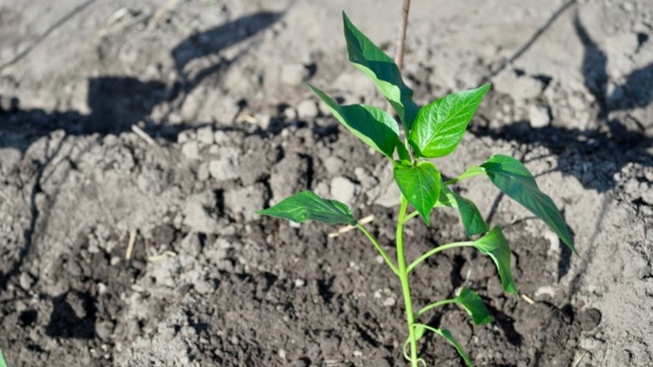 Сажаю перец в грунт и кладу в лунку одно и то же: 3 компонента, которые работают на практике