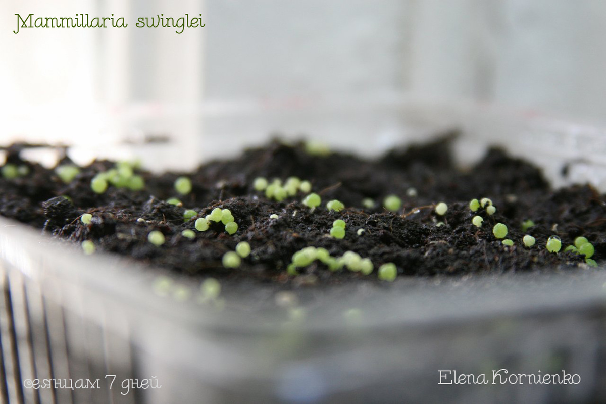 Мои первые сеянцы кактуса Mammillaria swinglei. Сеянцам 7 дней.