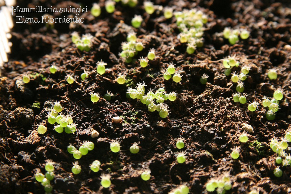 Всё те же сеянцы, уже немного подросли и нарастили колючки).