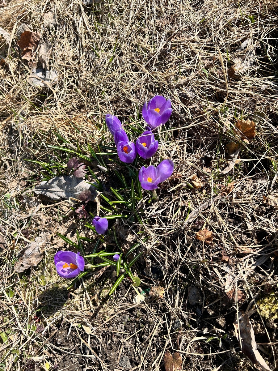 Самые ранние весенние цветы: невероятно хрупкие, но очень яркие