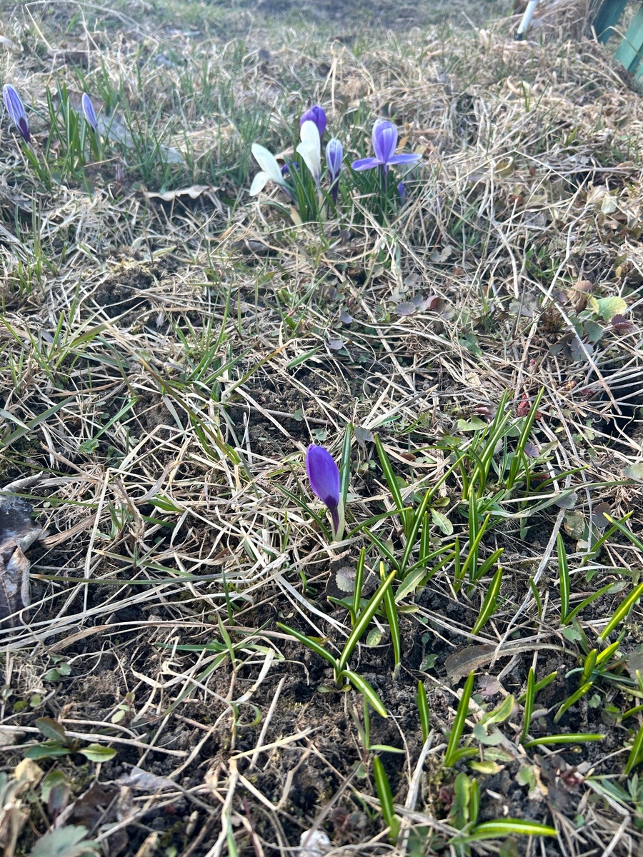 Жаль, что нельзя собирать бесценный шафран из обычных садовых крокусов. Хотя это нисколько их не умаляет