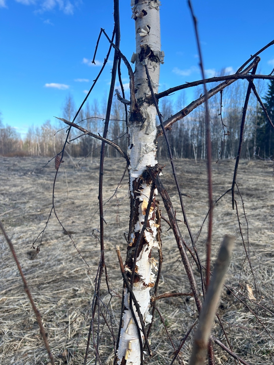 При большом желании взрослый лось не только веточки заломает, но и всю березку своротит