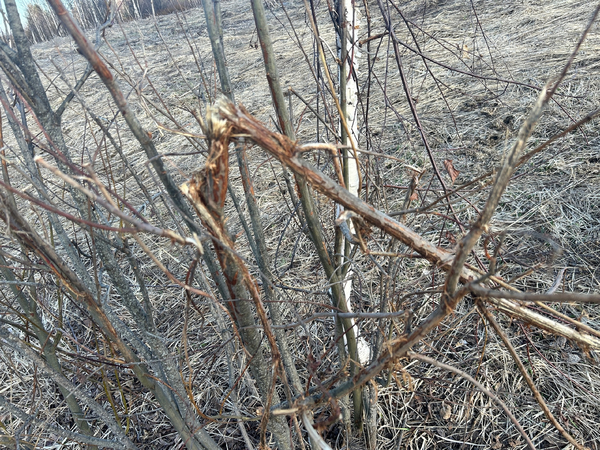 Кручу-верчу, обмануть хочу!