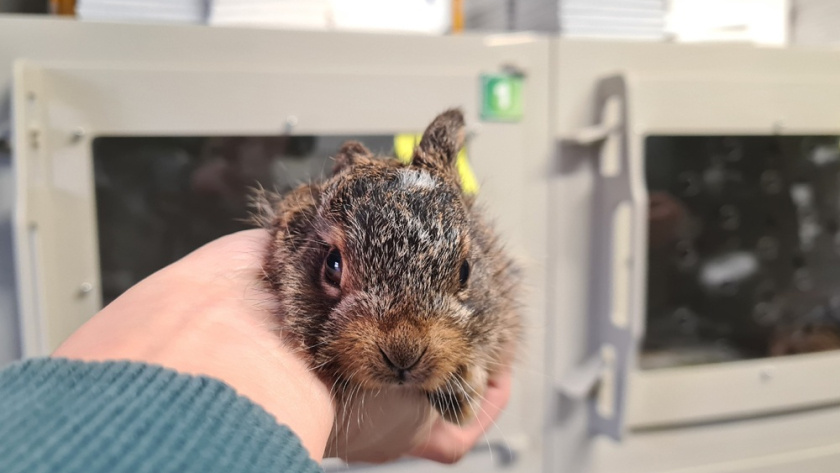    паблик "Сердце леса"