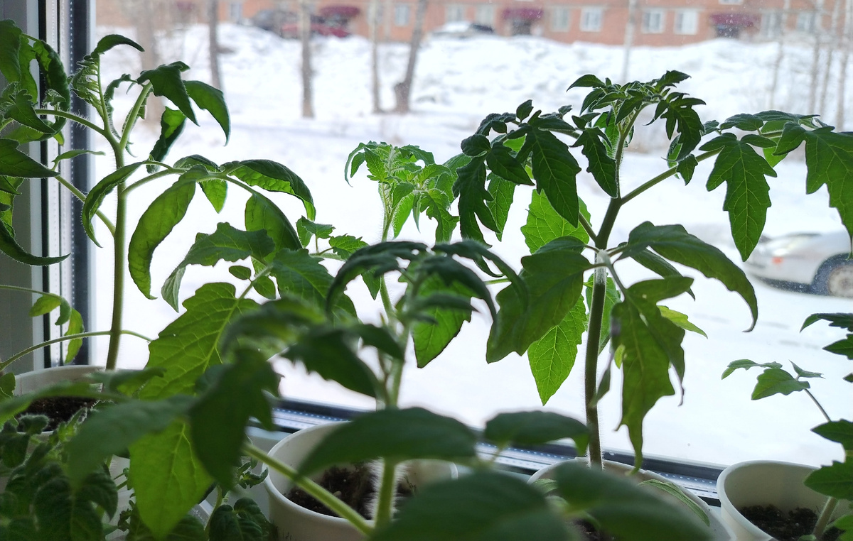 Томаты на подоконниках апрель/фото автора статьи 