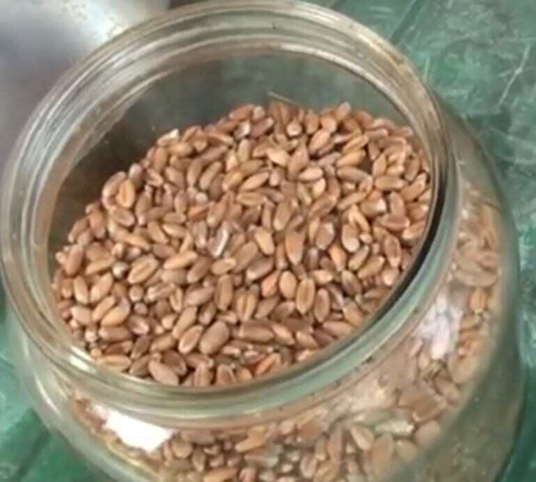 Обычная пшеница