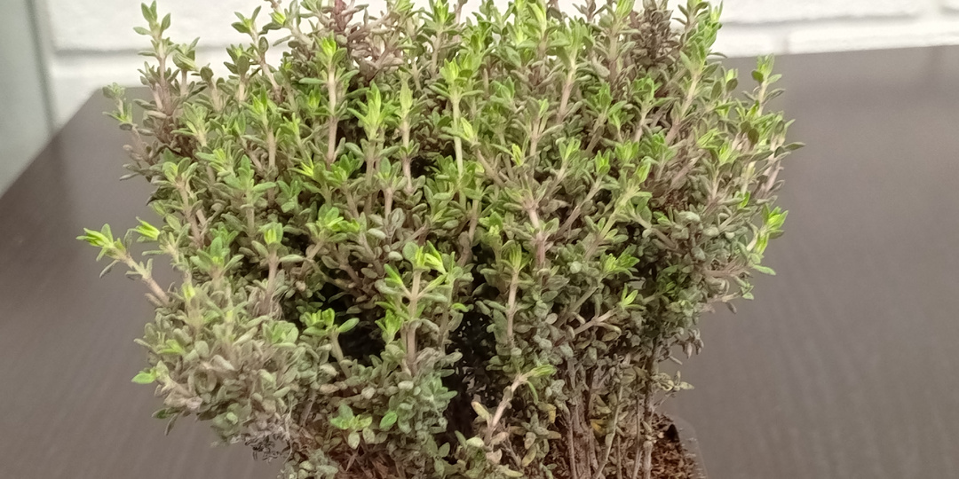 Новинка