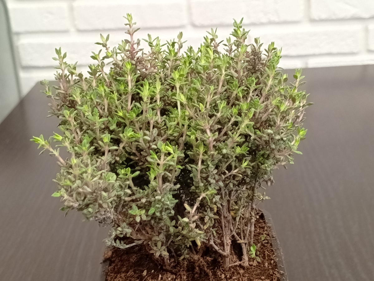 Тимьян Фродо