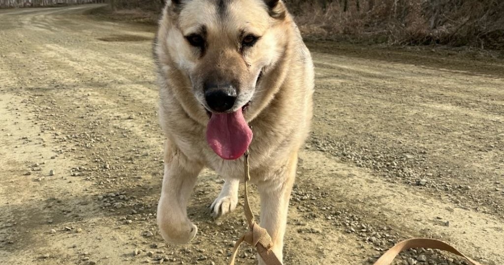 ХВОСТИКИ В ПОИСКАХ ДОМА 🐕 🐕 🐕 🐕 .