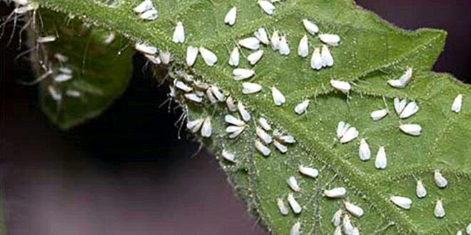 Поражение листьев баклажан белокрылкой