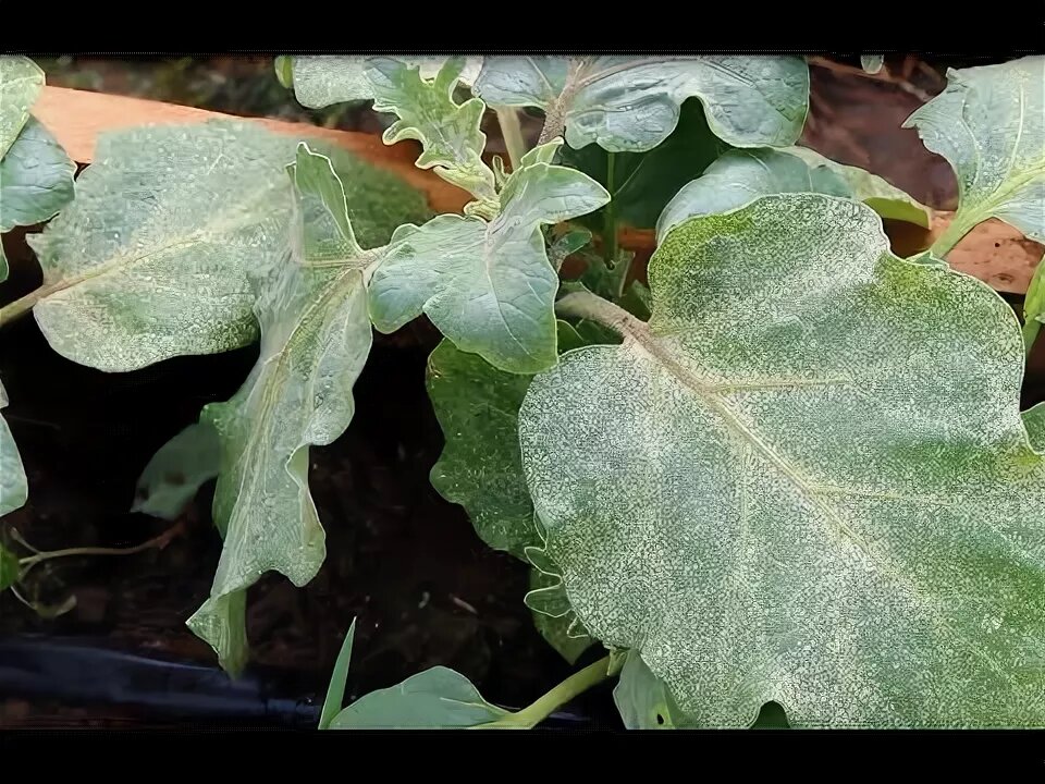 Паутинный клещ на баклажанах