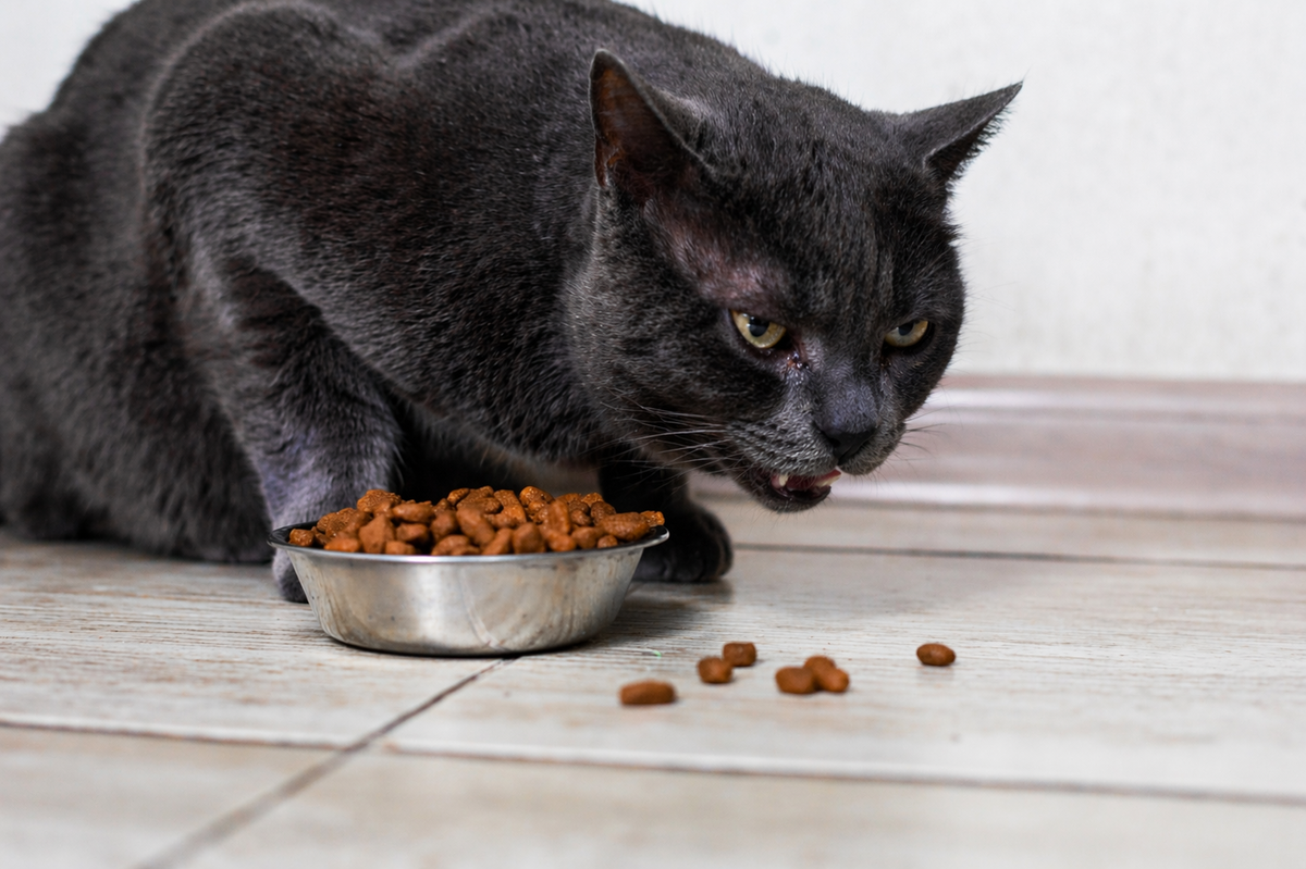 Почему кошка стала есть медленно и ронять корм
