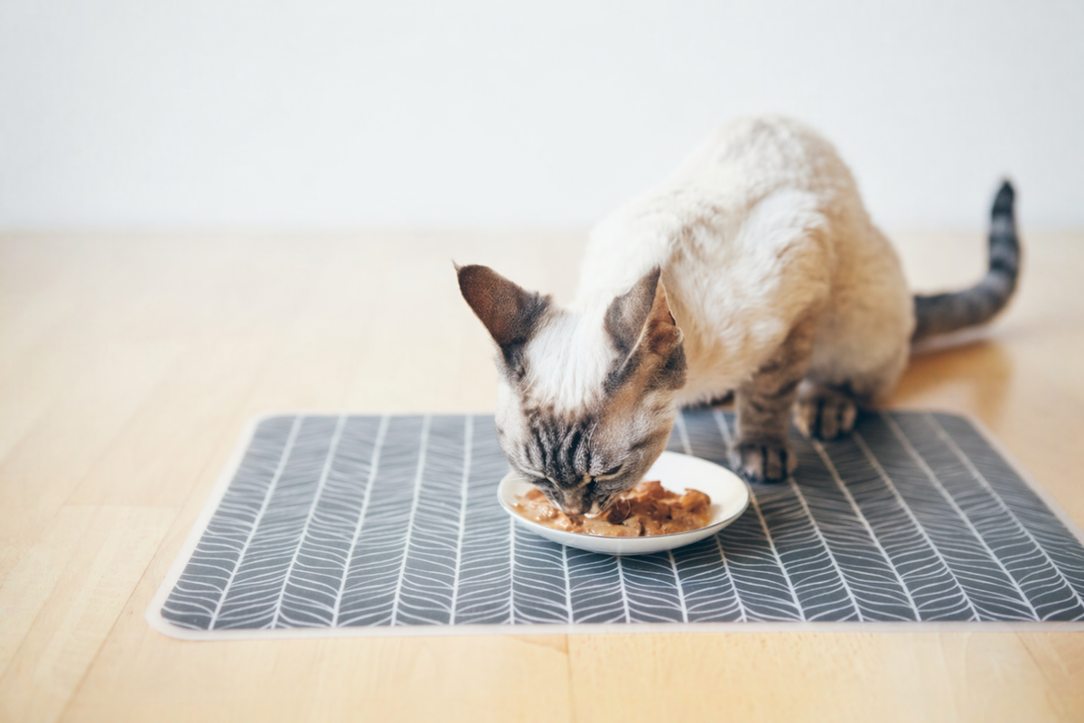 Худая кошка ест корм 