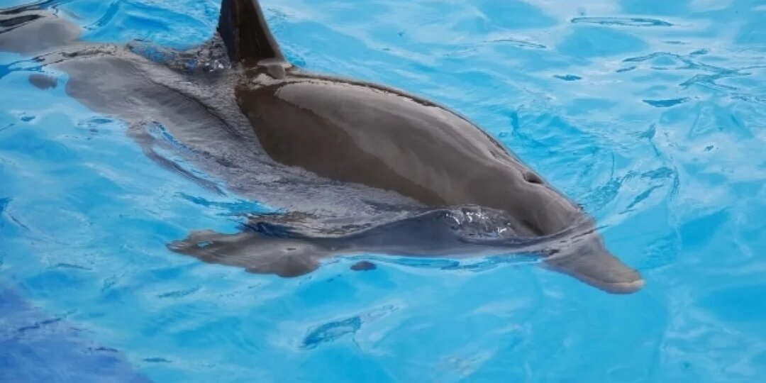 В Севастополе спасают выбросившегося на берег дельфина-белобочку