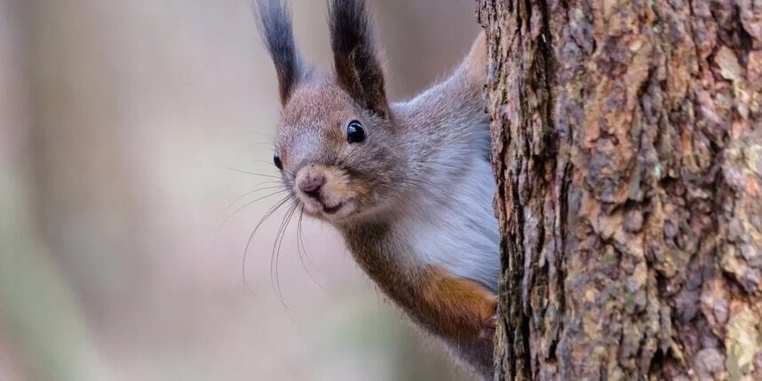 Солнечная и сухая погода придет в Петербург 20 апреля
