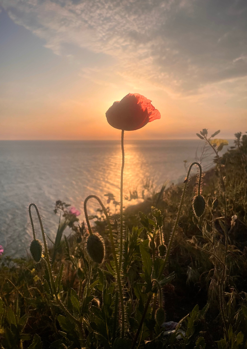 Пора цветения диких маков в Анапе - май -начало июня