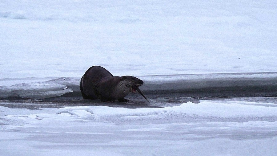 Краснокнижных выдр впервые удалось сфотографировать на реке Аргут в Сайлюгемском нацпарке