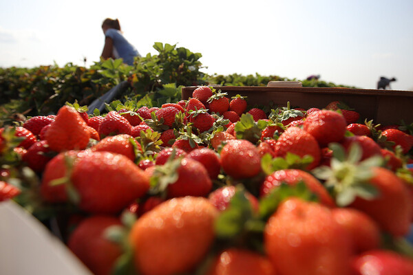 Виталий Тимкив/РИА Новости   📷