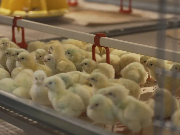 Тюменскую птицефабрику оштрафовали на 300 тысяч рублей из-за антибиотиков