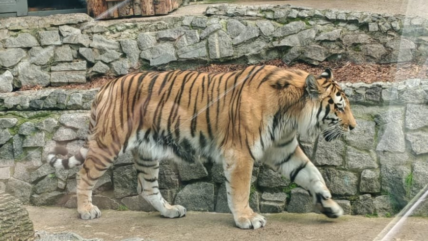    Фото progorod43.ru