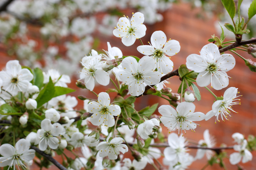 Цветущая вишня весной в саду