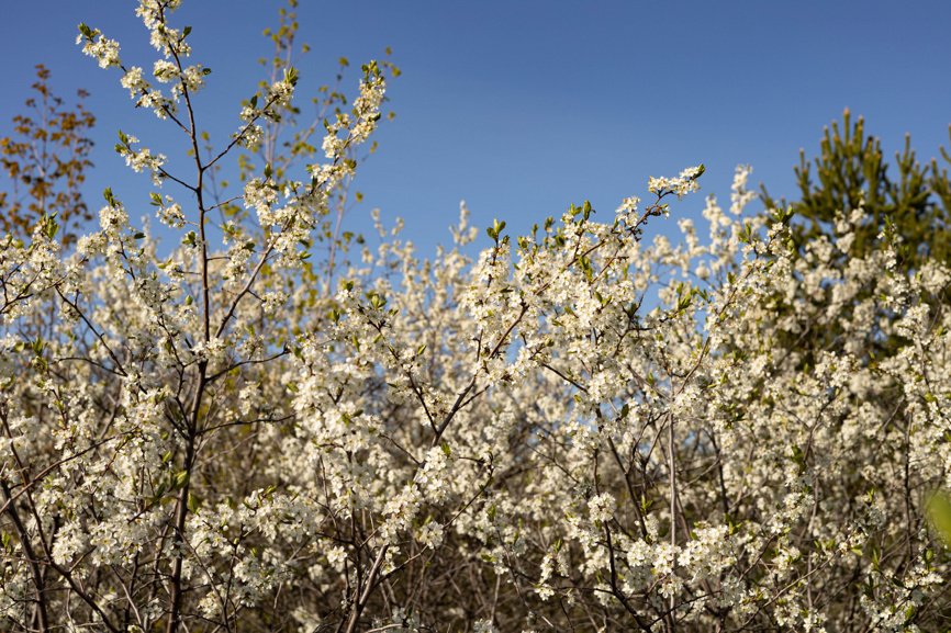 Цветение вишни в саду весной
