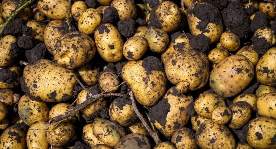 Желтая мякоть и никакой рассыпчатости: стоит ли сажать картофель «Гала» на даче ради рекордного урожая