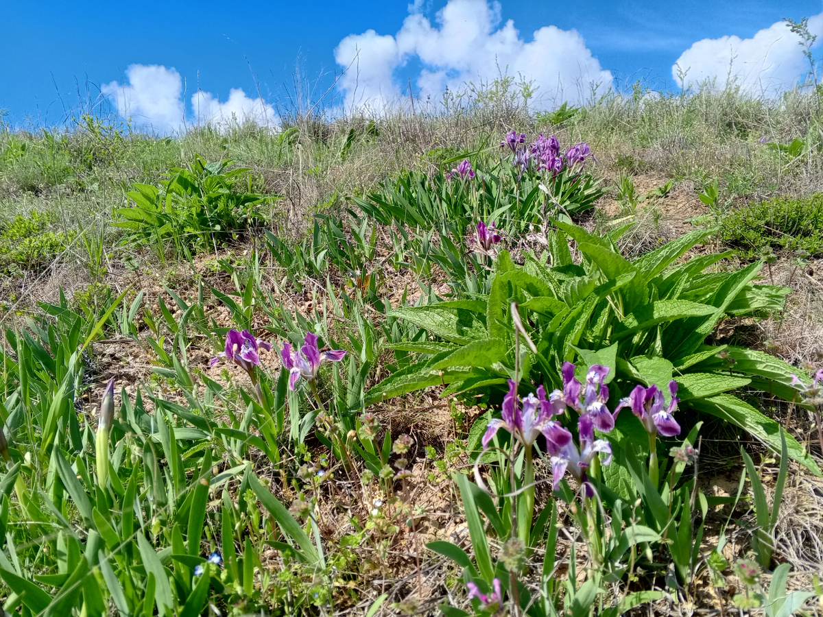 Ирисы на склонах. Фото авторов