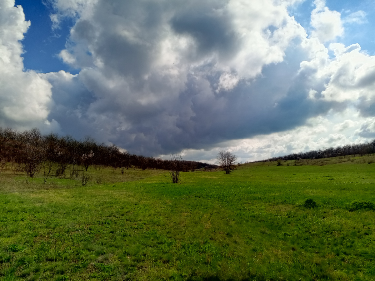 Весна на лугах. Фото авторов