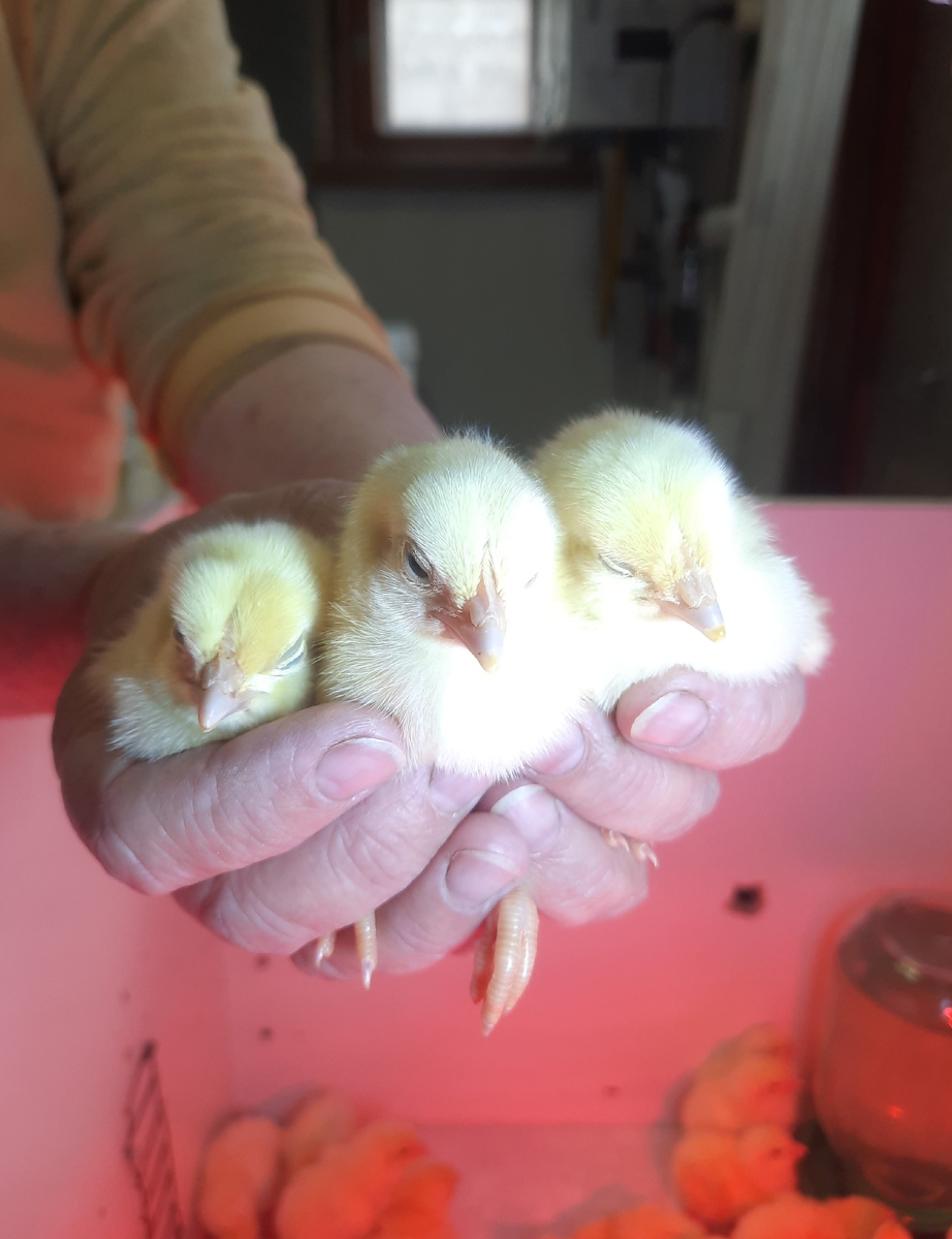 Приобрели новую партию суточных цыплят