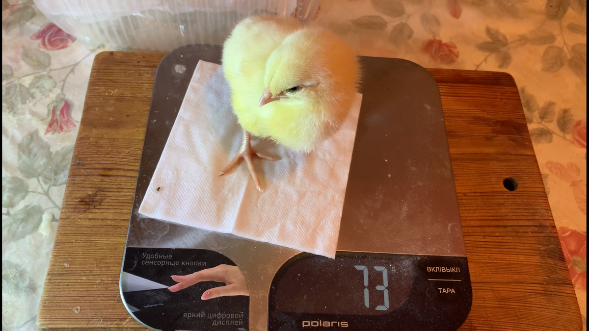 Цыплята прибавляют в весе каждый день