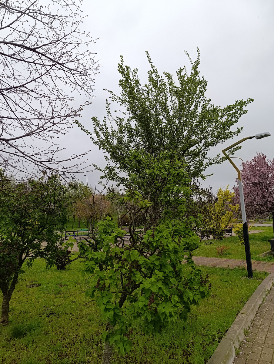 Парк имени Ленинского Комсомола.