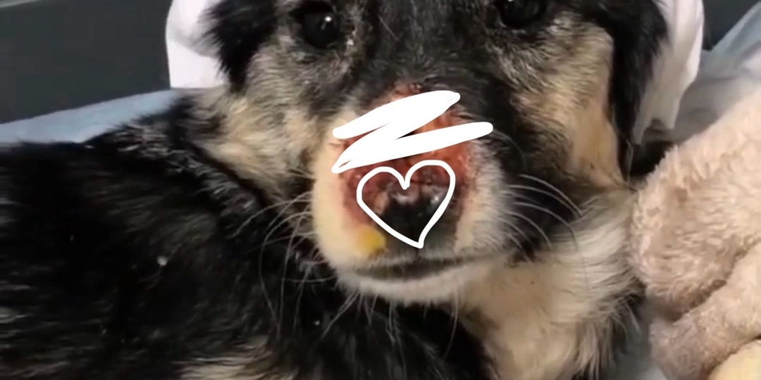 Щенок Чарлик не мог даже смотреть на людей. Сегодня он чуть-чуть приоткрыл нам своё сердечко