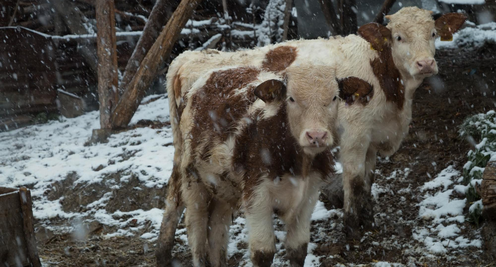 Пастереллез и сбои в управлении: почему сменили главу Минсельхоза региона