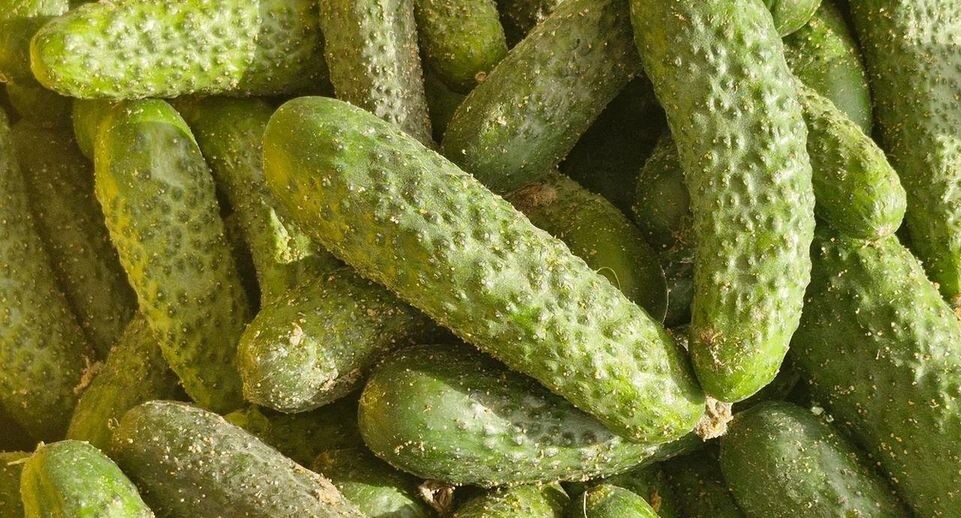 Сажаем правильные растения в междурядья: дачница раскрыла секрет ведра огурцов с одного куста