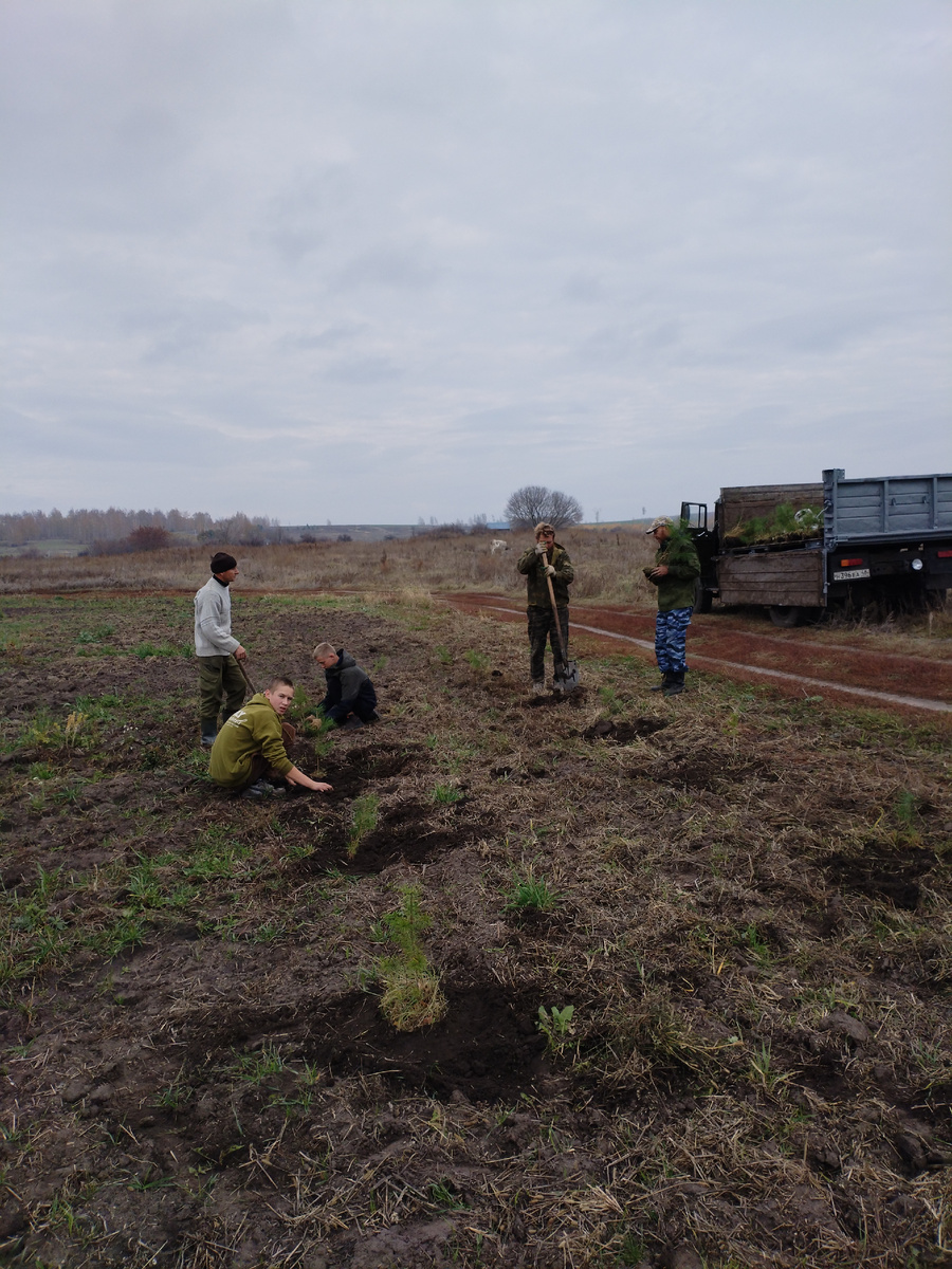 Из личного архива, посадка хвойников, осень 2025г