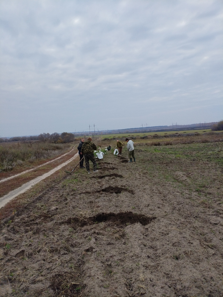 Посадка хвойников, осень 2025г