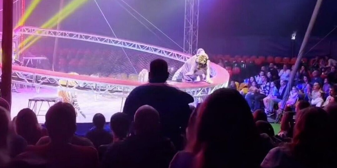 В Ростове возбудили дело из-за тигра, выпрыгнувшего в зрительный зал