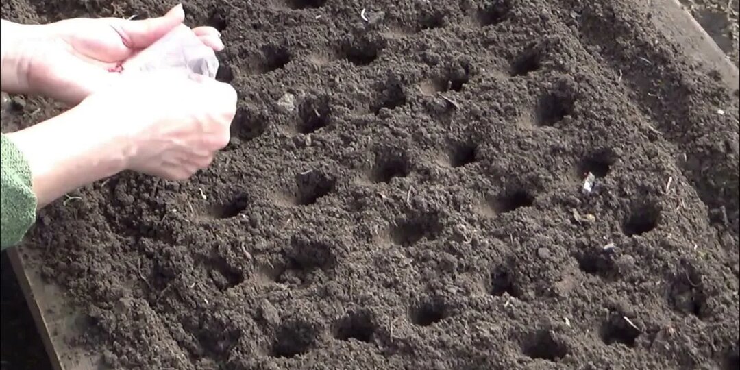 Совместная посадка редиса и редьки: уплотнение грядок в апреле